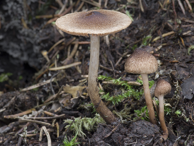 Inocybe lacera